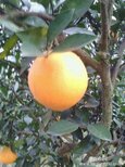 全国四大脐橙种植基地--邵阳新宁